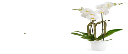 Bornova Çiçek Gönder , Bornova Çiçek Siparişi , Bornova Tasarım Çiçekler